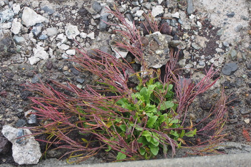 Arabis serrata (Arabis serrata)