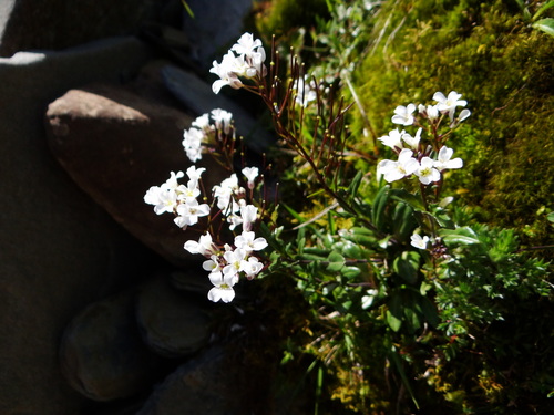 Arabis serrata (Arabis serrata)