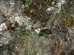 Arabis serrata (Arabis serrata)