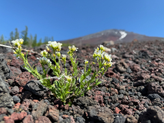 Arabis serrata (Arabis serrata)