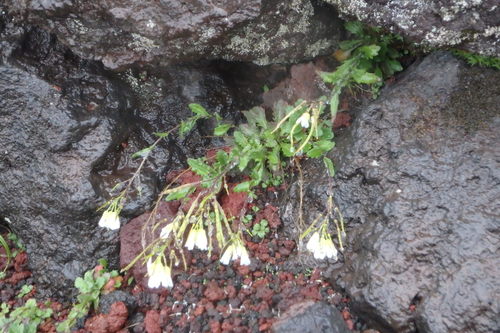 Arabis serrata (Arabis serrata)