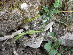 Arabis serrata (Arabis serrata)