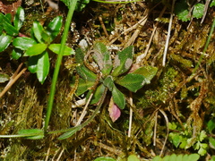 Arabis serrata (Arabis serrata)