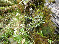Arabis serrata (Arabis serrata)