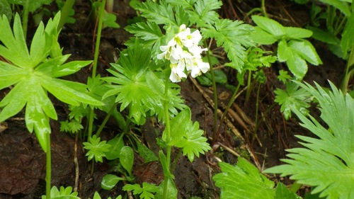 Arabis serrata (Arabis serrata)