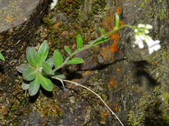 Arabis serrata (Arabis serrata)