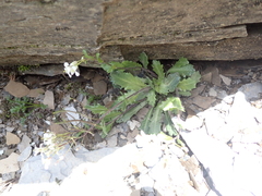 Arabis serrata (Arabis serrata)