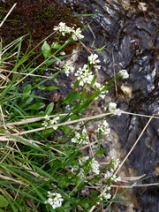 Arabis soyeri (Arabis soyeri)
