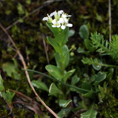 Arabis soyeri (Arabis soyeri)