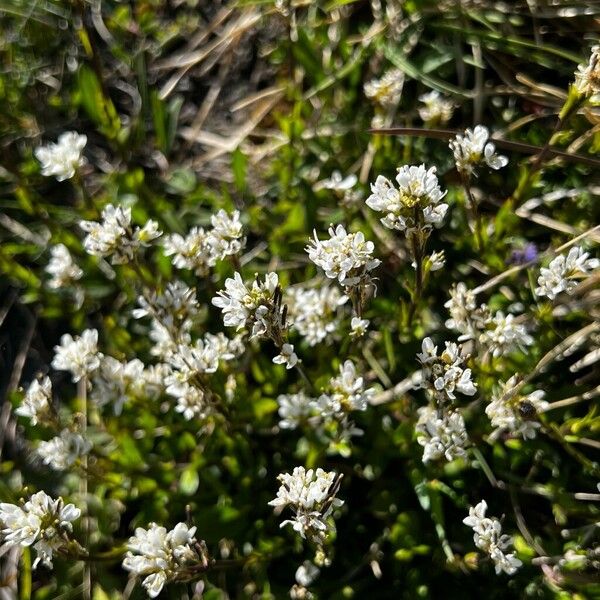 Arabis soyeri (Arabis soyeri)