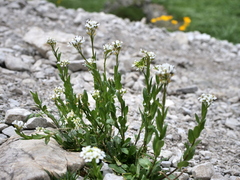Arabis soyeri (Arabis soyeri)