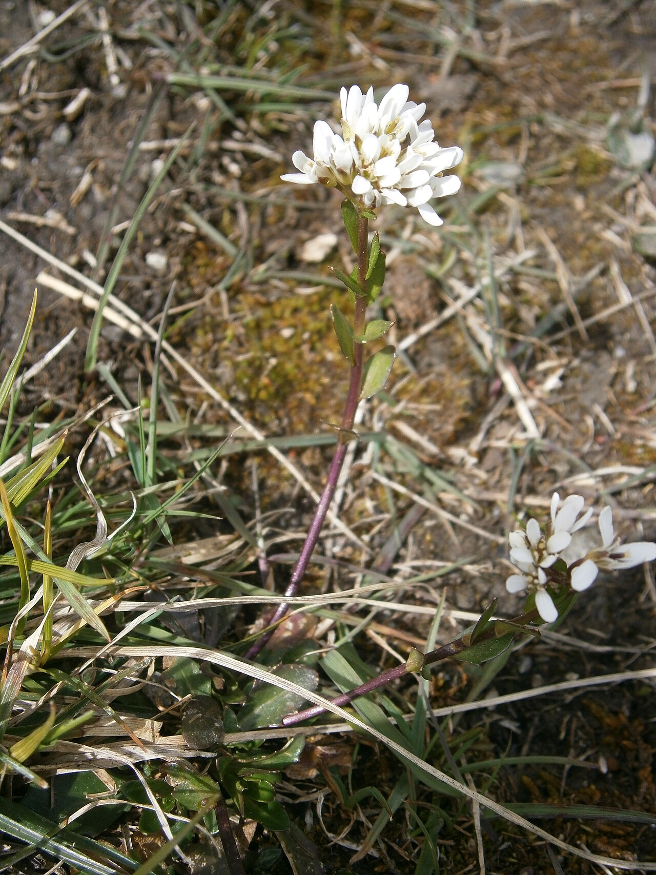 Arabis soyeri: Arabis soyeri subsp. coriacea