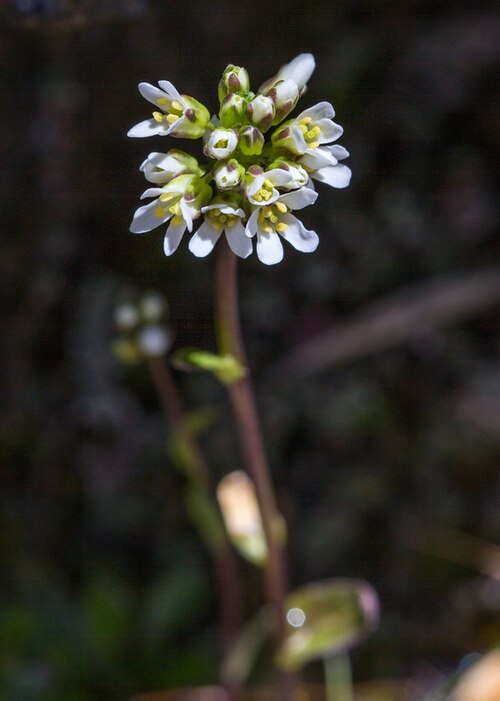 Arabis soyeri: Glanz-Gänsekresse ( Arabis soyeri subsp. subcoriacea ) am_Gamsgrubenweg