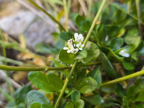 Arabis soyeri (Arabis soyeri)