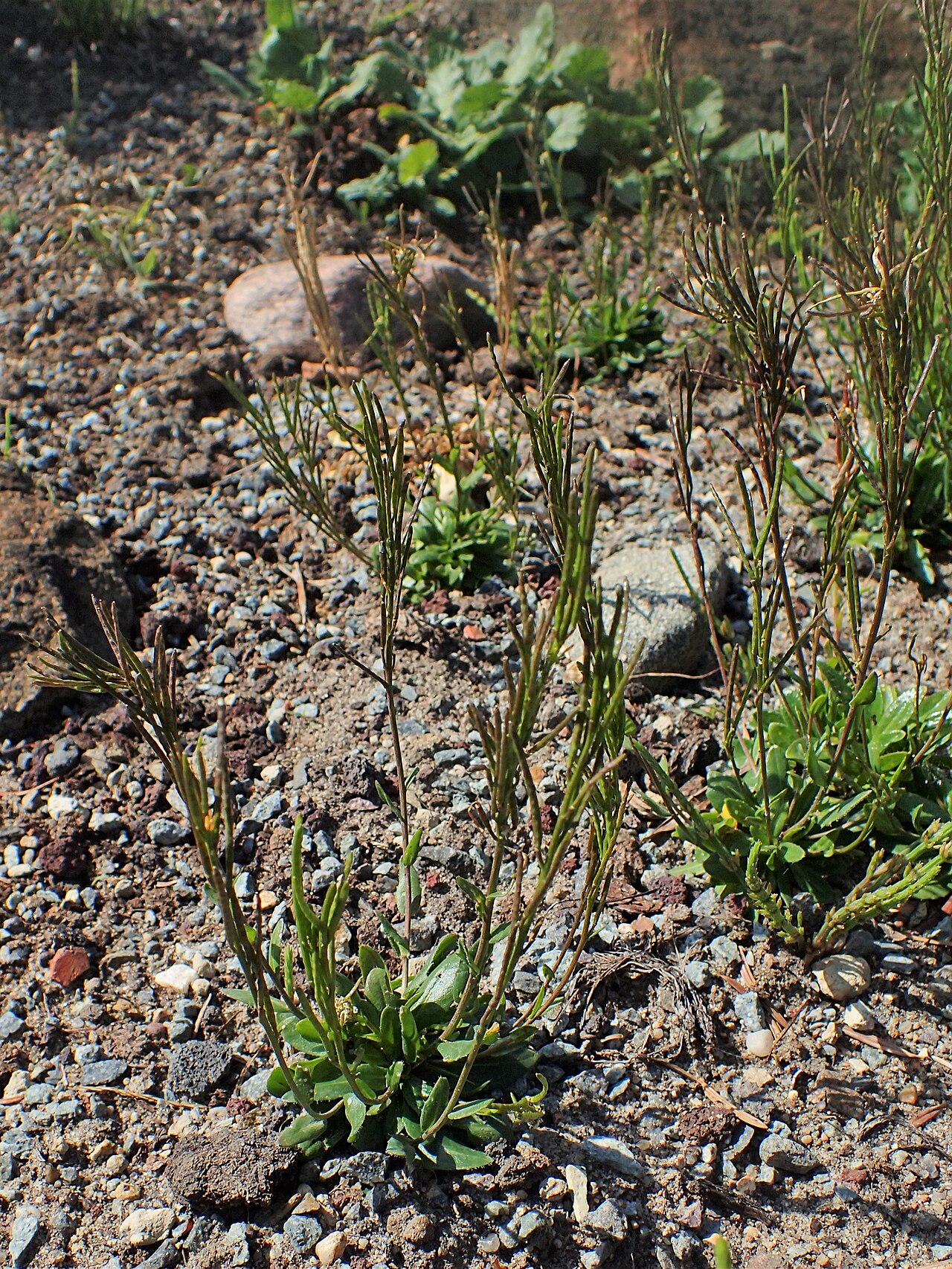Arabis soyeri: Arabis soyeri in the Botanischer Garten, Berlin-Dahlem