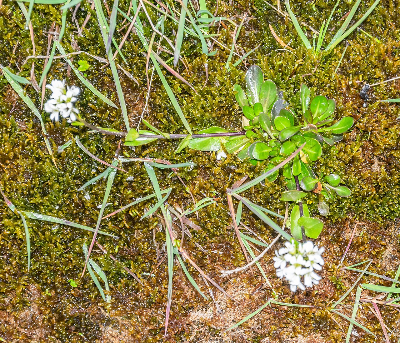 Arabis soyeri: Arabis soyeri in Avoriaz, Haute-Savoie, France