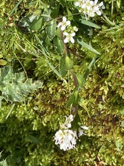 Arabis soyeri (Arabis soyeri)