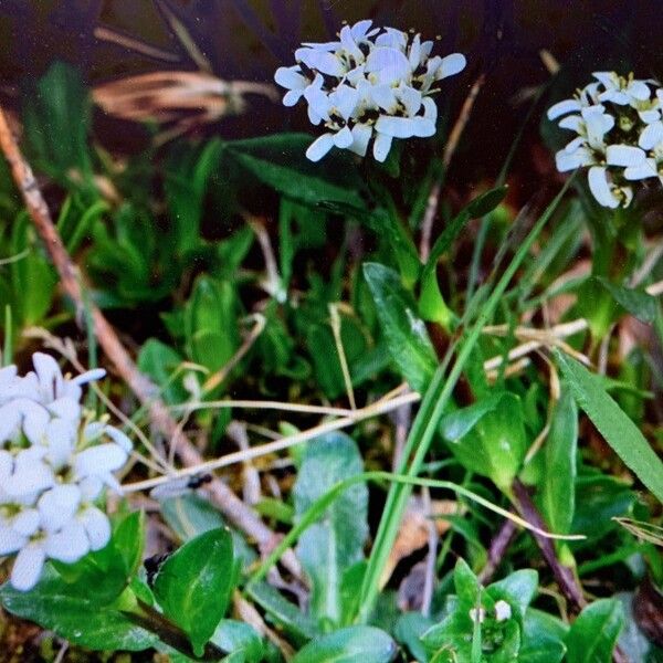 Arabis soyeri (Arabis soyeri)