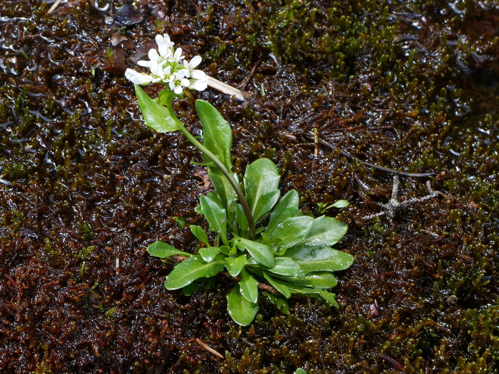 Arabis soyeri (Arabis soyeri)