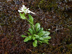 Arabis soyeri (Arabis soyeri)