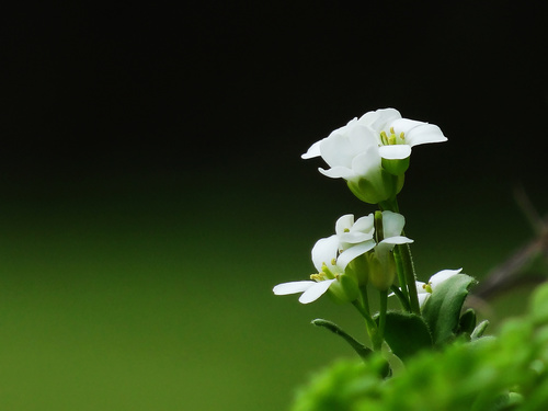Arabis stelleri (Arabis stelleri)