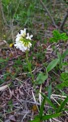 Arabis stelleri (Arabis stelleri)