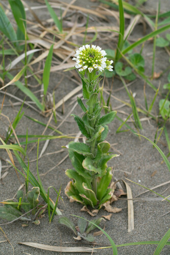 Arabis stelleri (Arabis stelleri)
