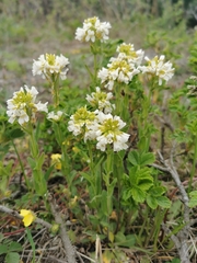 Arabis stelleri (Arabis stelleri)