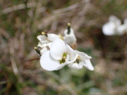 Arabis stellulata (Arabis stellulata)
