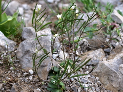 Arabis stellulata (Arabis stellulata)