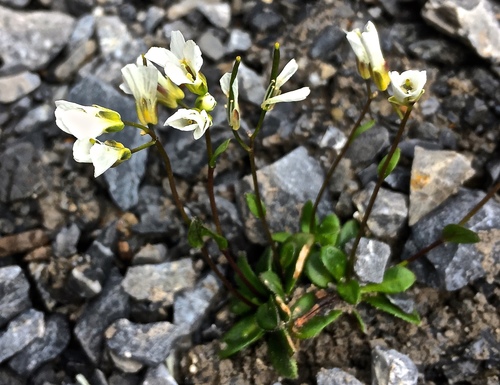 Arabis stellulata (Arabis stellulata)