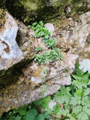Arabis stellulata (Arabis stellulata)