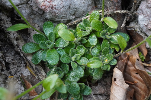 Arabis stellulata (Arabis stellulata)