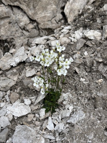 Arabis stellulata (Arabis stellulata)