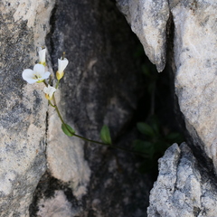 Arabis stellulata (Arabis stellulata)
