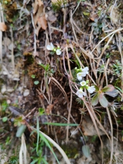 Arabis stellulata (Arabis stellulata)