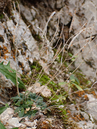Arabis stellulata (Arabis stellulata)