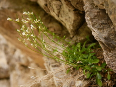 Arabis stellulata (Arabis stellulata)
