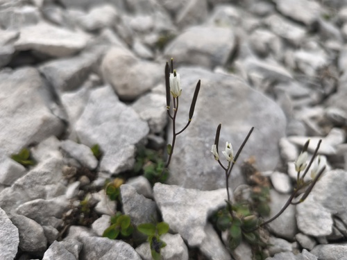 Arabis stellulata (Arabis stellulata)