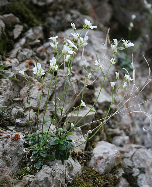 Arabis stellulata: Sternhaar-Zwerg-Gänsekresse ( Arabis stellulata ), Kreuzblütler (Brassicaceae) - Österreich/Austria/Autriche: Steiermark, Ennstaler Alpen, Spitzenbachgraben W S