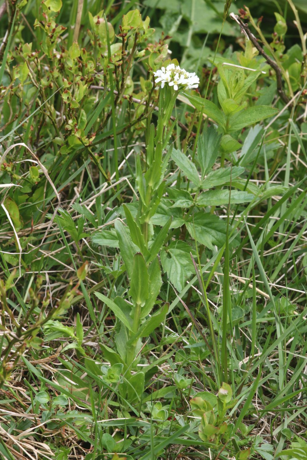 Arabis sudetica: Flowering Arabis sudetica (A. hirsuta agg.), Velká Kotelní jáma, Krkonoše Mountains, Czech Republic