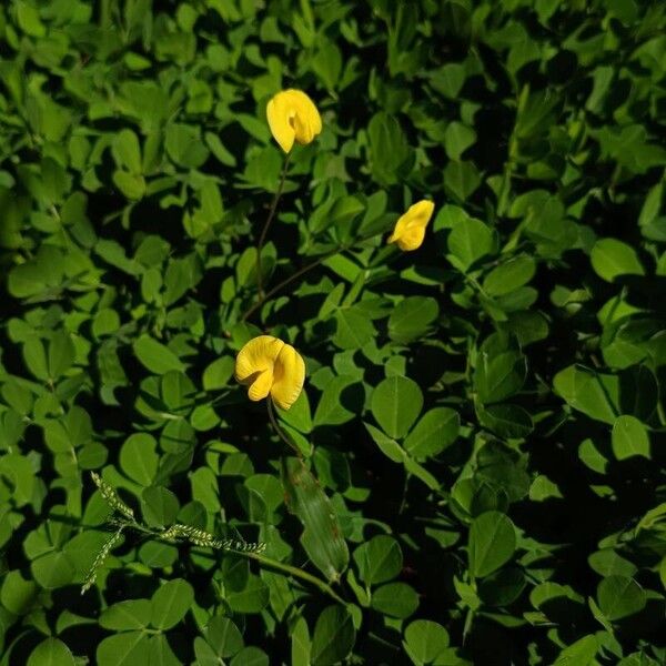 Peanut (Arachis hypogaea)