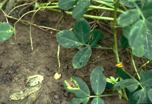 Peanut (Arachis hypogaea)