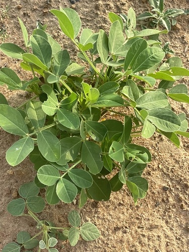 Peanut (Arachis hypogaea)