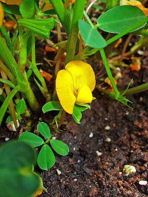 Peanut: Arachis hypogaea , Fabaceae, Peanut, Groundnut, flower; Botanical Garden KIT, Karlsruhe, Germany. The dried fruits are used in homeopathy as remedy: Arachis hyp