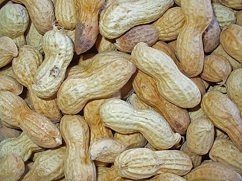 Peanut: Arachis hypogaea , Fabaceae, Peanut, Groundnut, fruits. The dried fruits are used in homeopathy as remedy: Arachis hypogaea