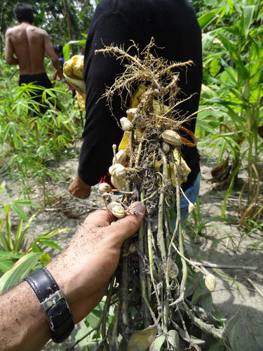 Peanut (Arachis hypogaea)