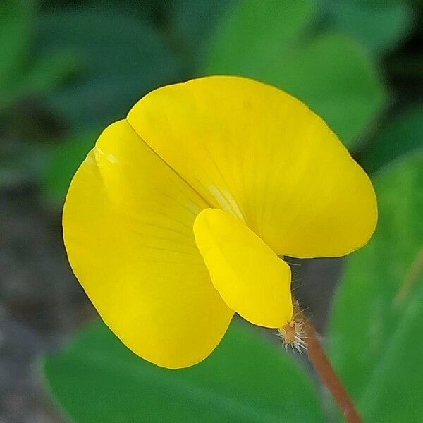 Peanut (Arachis hypogaea)
