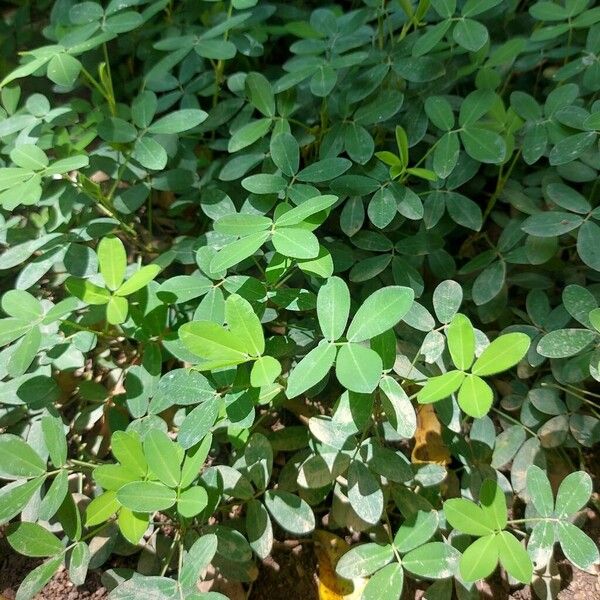 Peanut (Arachis hypogaea)