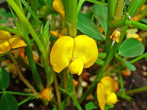 Peanut: Arachis hypogaea , Fabaceae, Peanut, Groundnut, flower; Botanical Garden KIT, Karlsruhe, Germany. The dried fruits are used in homeopathy as remedy: Arachis hyp